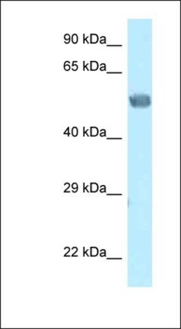 Anti-EED antibody produced in rabbit