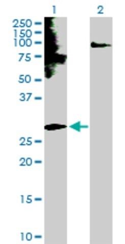 Anti-EDN3 antibody produced in rabbit