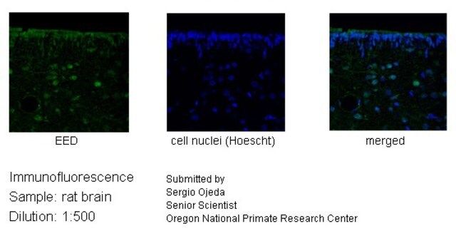 Anti-EED, (N-terminal) antibody produced in rabbit