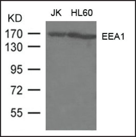 Anti-EEA1 antibody produced in rabbit