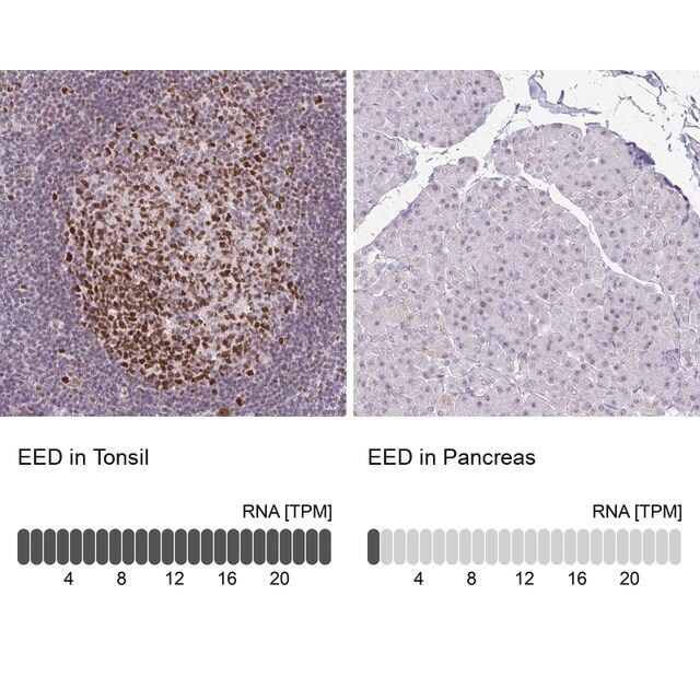 Anti-EED antibody produced in rabbit