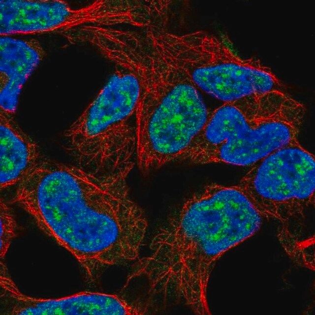 Anti-E2F3 antibody produced in rabbit