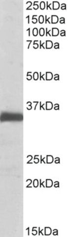 Anti-EFNB2 antibody produced in goat