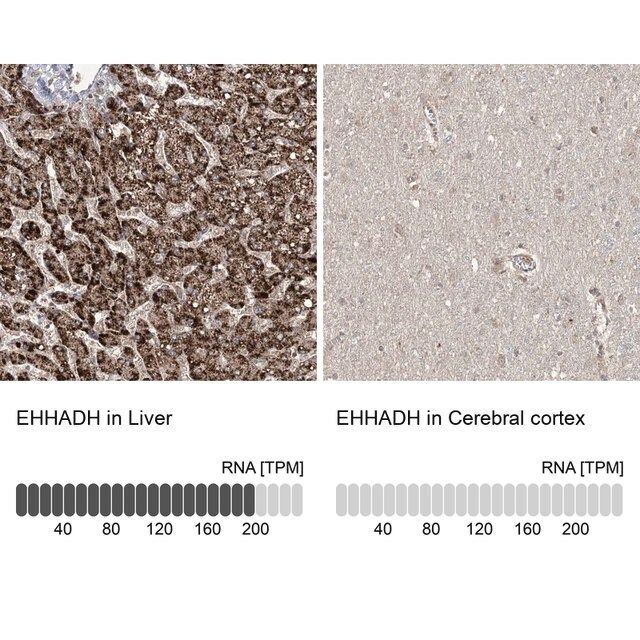 Anti-EHHADH antibody produced in rabbit