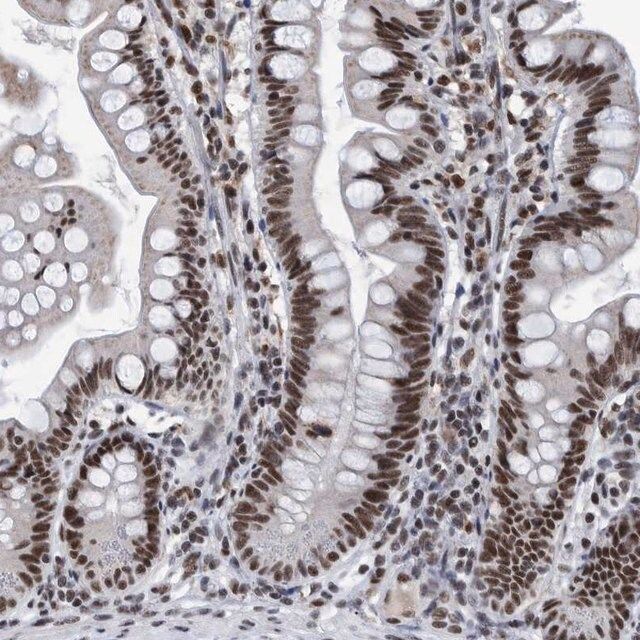 Anti-EFTUD2 antibody produced in rabbit