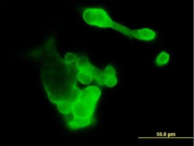 Anti-EFNA3 antibody produced in mouse