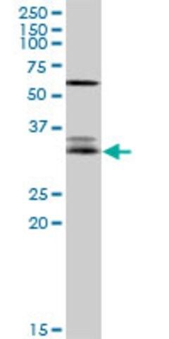 Anti-EFNA3 antibody produced in rabbit