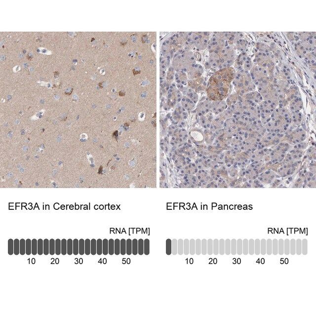 Anti-EFR3A antibody produced in rabbit