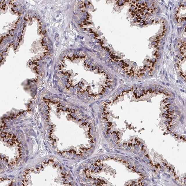 Anti-EFL1 antibody produced in rabbit