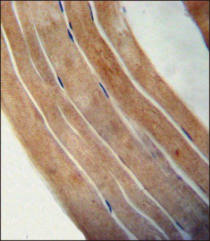 ANTI-EFTUD1 (C-TERM) antibody produced in rabbit