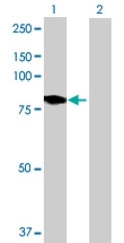 Anti-DMPK antibody produced in mouse