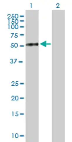 Anti-DPP7 antibody produced in mouse