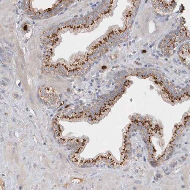 Anti-DPP9 antibody produced in rabbit