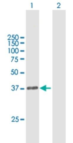 Anti-DPPA4 antibody produced in mouse