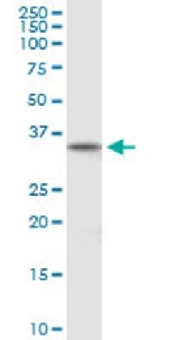 Anti-DPPA2 antibody produced in mouse