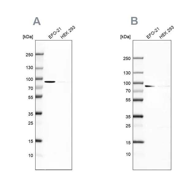 Anti-DPP3 antibody produced in rabbit