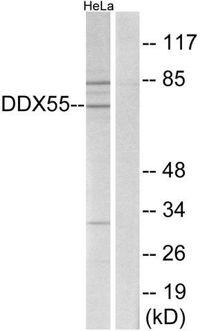 Anti-DDX55 antibody produced in rabbit