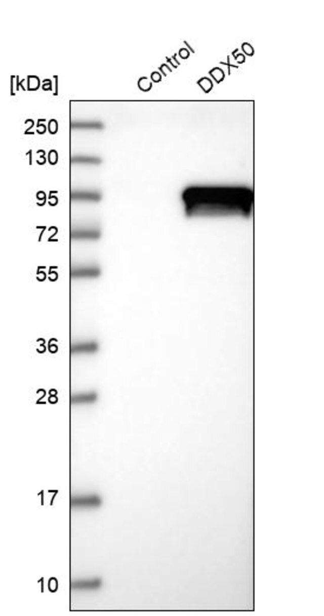 Anti-DDX50 antibody produced in rabbit