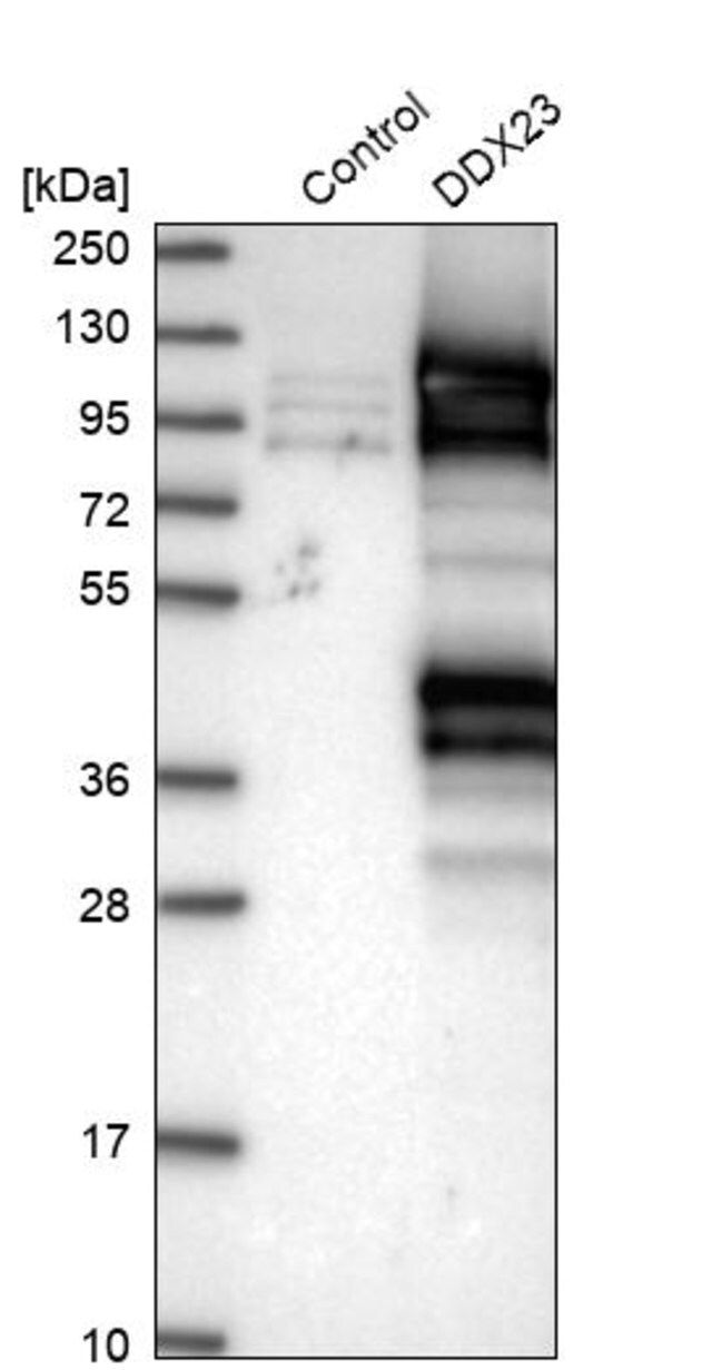 Anti-DDX23 antibody produced in rabbit