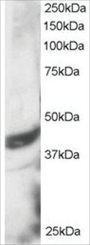 Anti-DAP3 antibody produced in goat