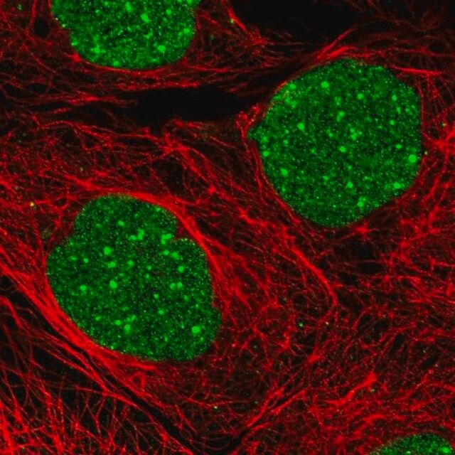 Anti-Daxx antibody produced in rabbit