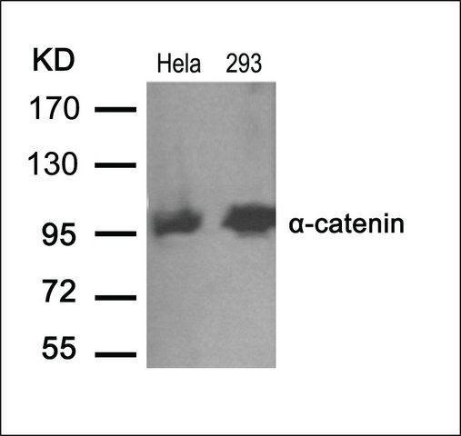 Anti-CTNNA1 (Ab-641) antibody produced in rabbit