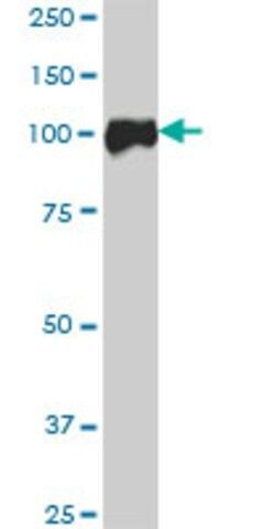 Anti-CTNNA2 antibody produced in mouse