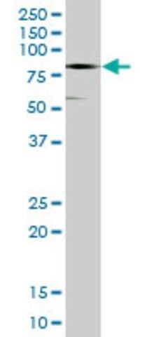 Anti-CTNNA3 antibody produced in mouse