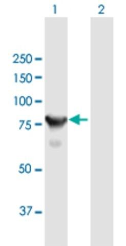 Anti-CTNNAL1 antibody produced in mouse