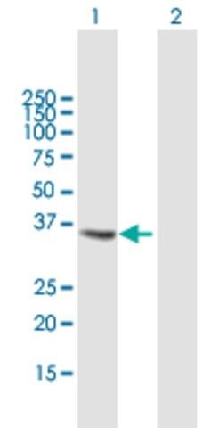 Anti-CTSS antibody produced in mouse