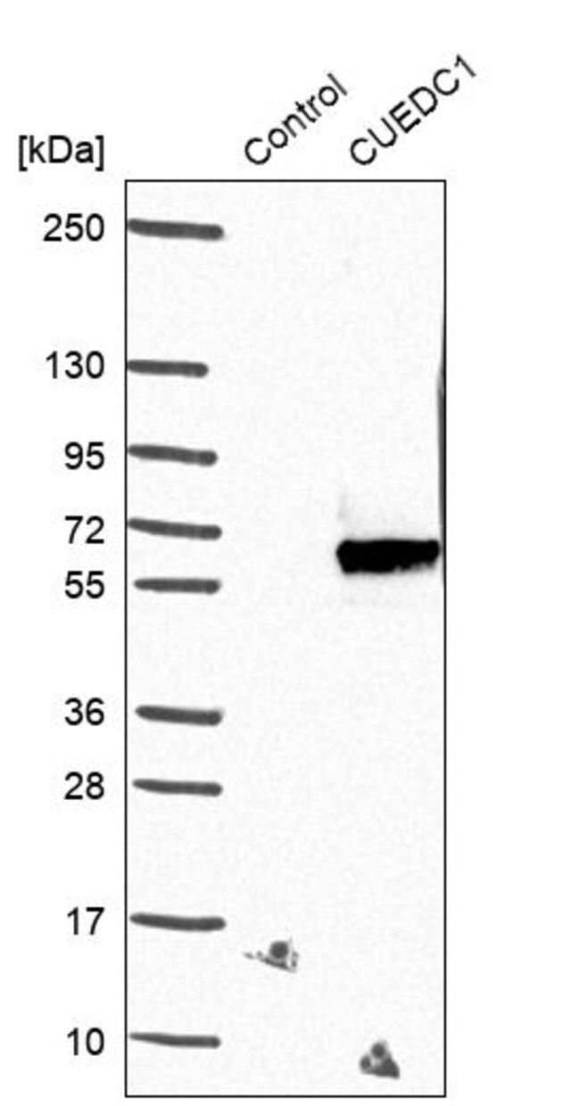 Anti-CUEDC1 antibody produced in rabbit