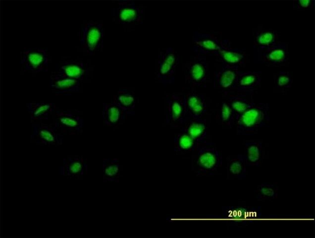 Anti-CUL4B antibody produced in mouse