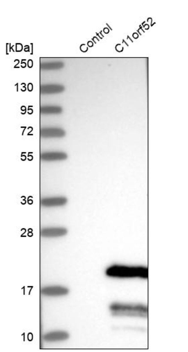 Anti-C11orf52 antibody produced in rabbit