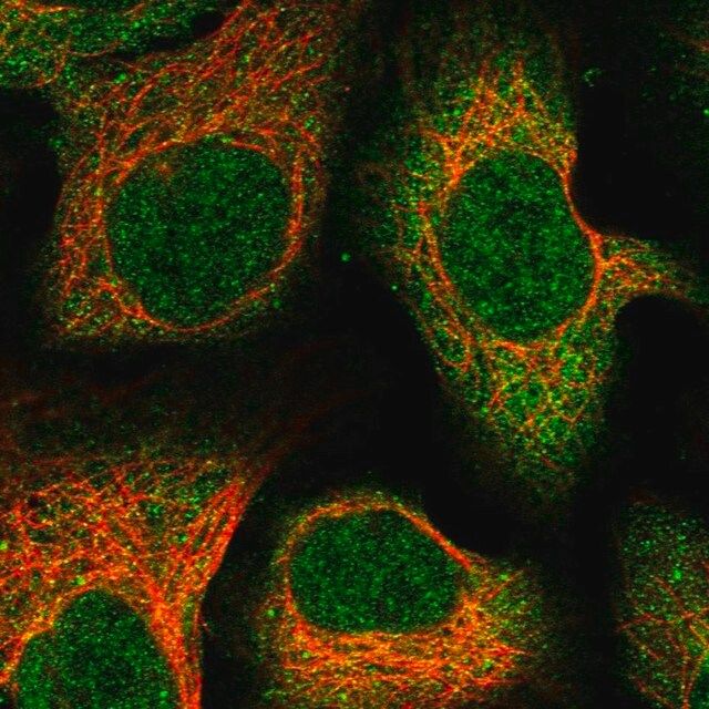 Anti-C12orf60 antibody produced in rabbit