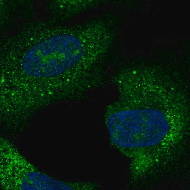 Anti-C15orf61 antibody produced in rabbit