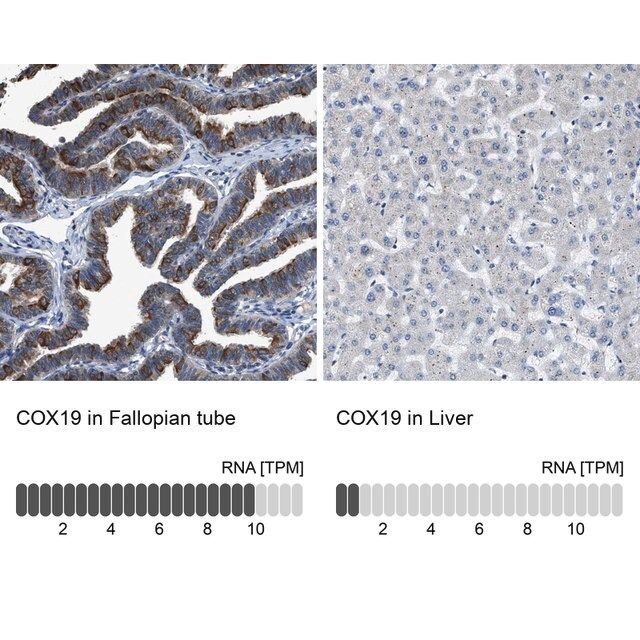 Anti-COX19 antibody produced in rabbit