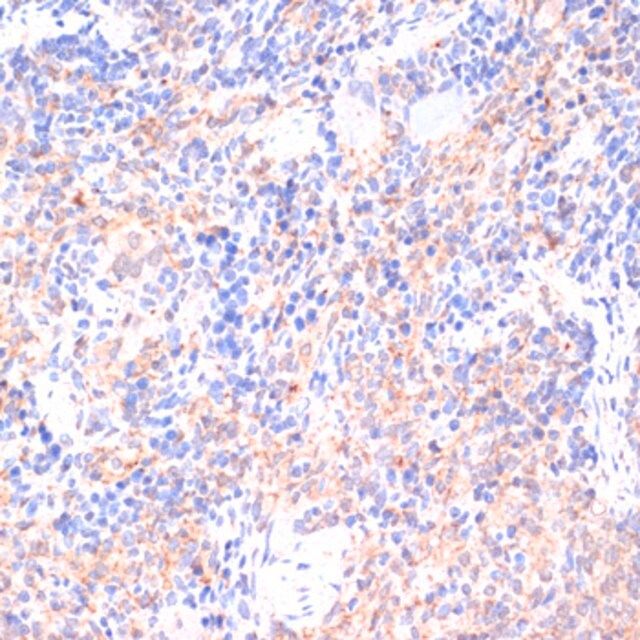 Anti-COX antibody produced in rabbit