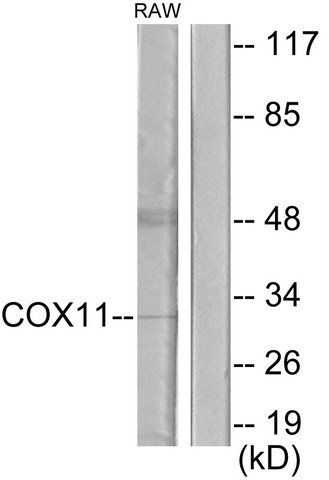 Anti-COX11 antibody produced in rabbit