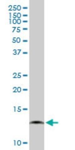 Anti-COX7A2L antibody produced in mouse