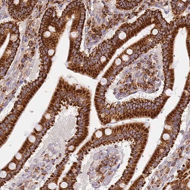 Anti-COX6C antibody produced in rabbit