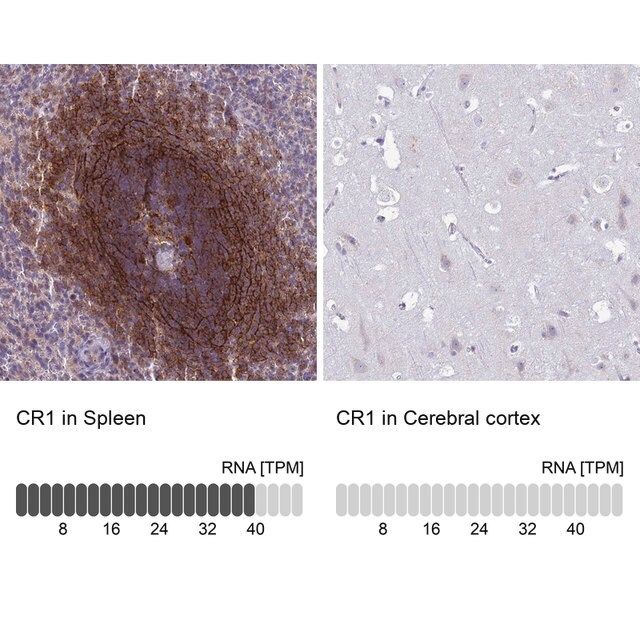 Anti-CR1 antibody produced in rabbit