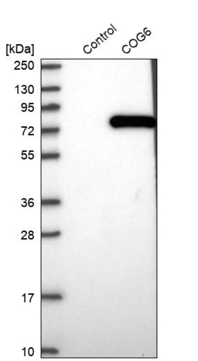 Anti-COG6 antibody produced in rabbit