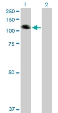 Anti-COL21A1 antibody produced in mouse