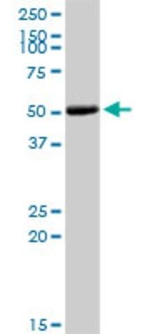 Anti-COL9A3 antibody produced in rabbit