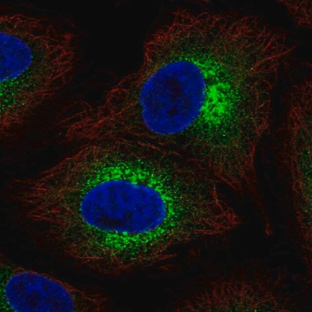 Anti-COL4A6 antibody produced in rabbit