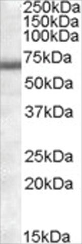 Anti-COL4A3BP (AA 396-411) antibody produced in goat