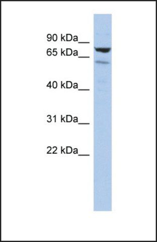 Anti-C1ORF103 antibody produced in rabbit