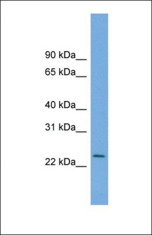 Anti-C5orf24 antibody produced in rabbit