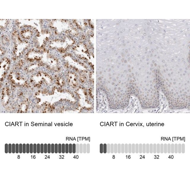 Anti-CIART antibody produced in rabbit