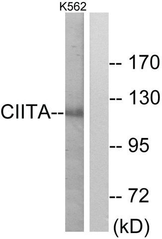 Anti-CIITA antibody produced in rabbit